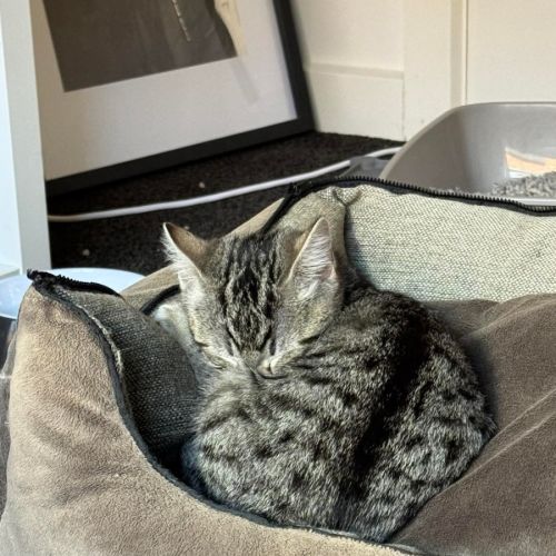 Maeve meet me@petstock keysborough 