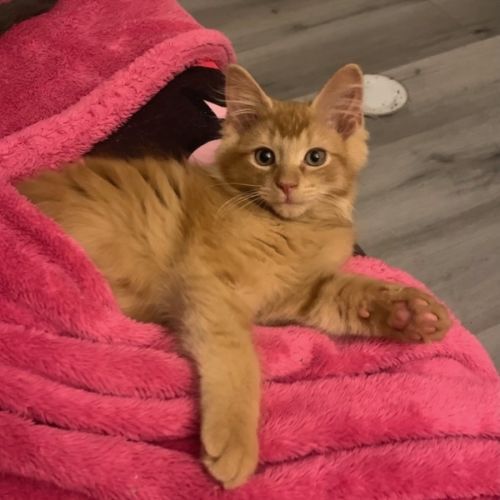 Kintaro (Assisted Rehome)