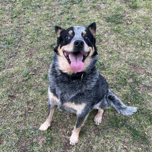 Ruby (66383) 