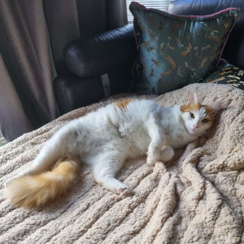 Mr Peaches (Assisted Rehome)