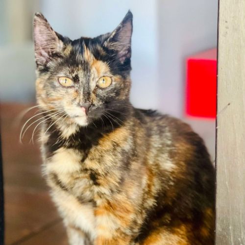 Vixen - In foster care in Bellfield