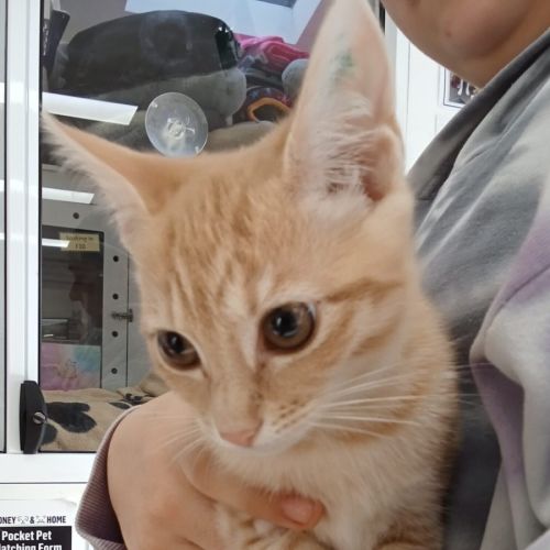 Mumm *Meet me at Petstock Birkenhead*