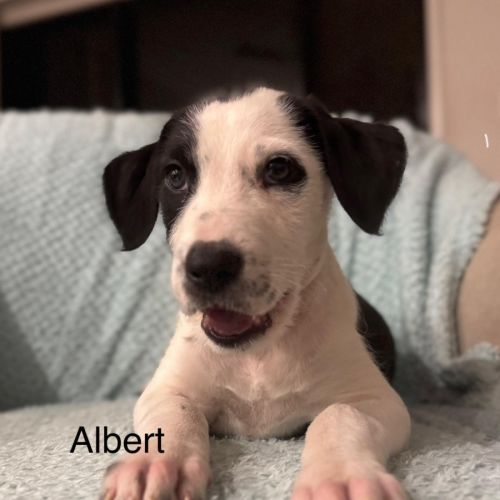 Albert