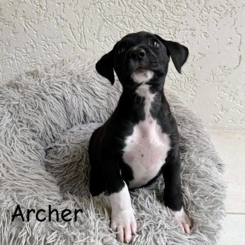Archer