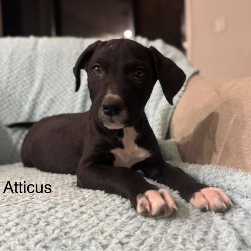 Atticus