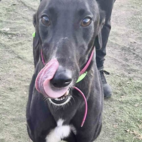 Layla, the Greyhound