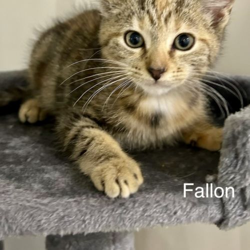 Fallon