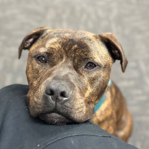 Ralphy aka Wreck it Ralph