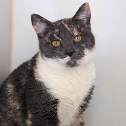 Heidi