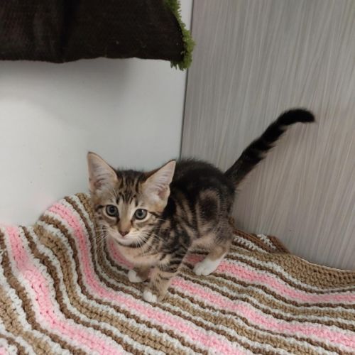 No photo for Biscuit