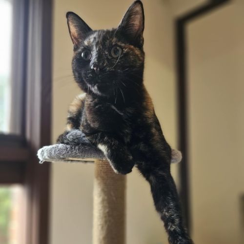 Gracie - In foster care in Bentleigh East