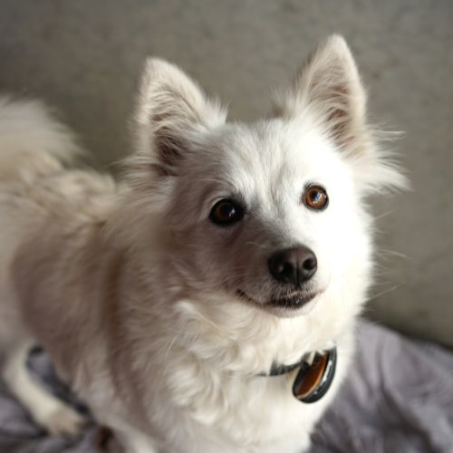 Nikita