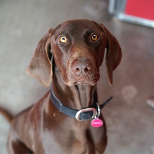 Coco