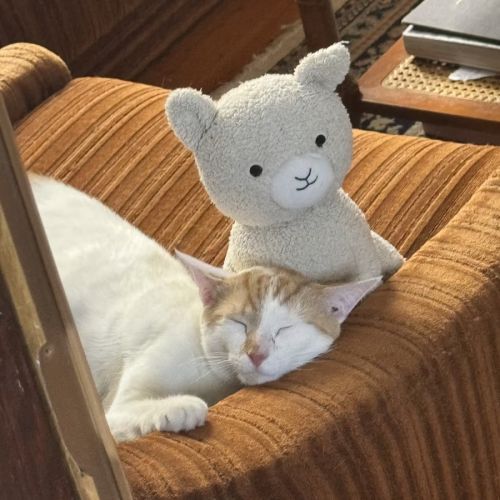 No photo for Wallace