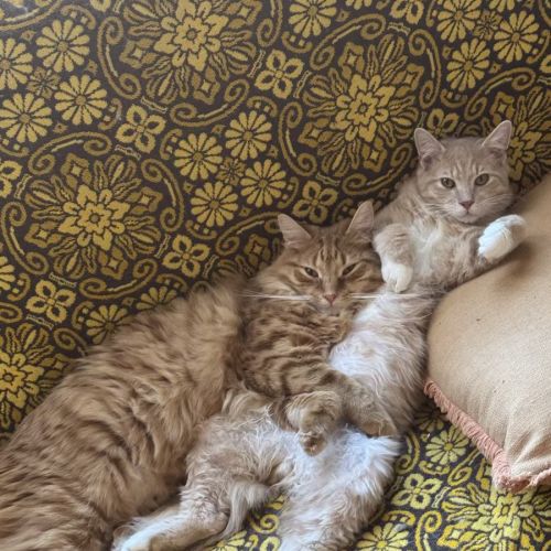 No photo for Mr Mittens