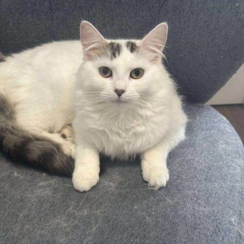 Pumpkin - now available at PET Quarters Broadmeado