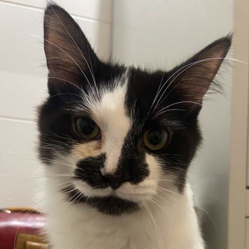 Rhunarb - PET Quarters Broadmeadow 