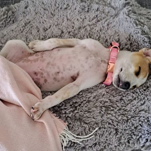 Koda