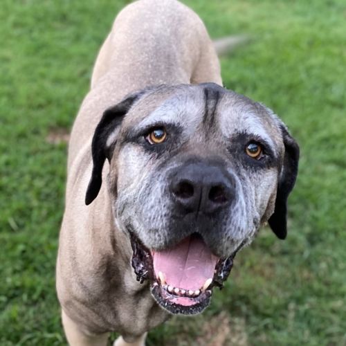 Bogie *$150 Adoption Fee*