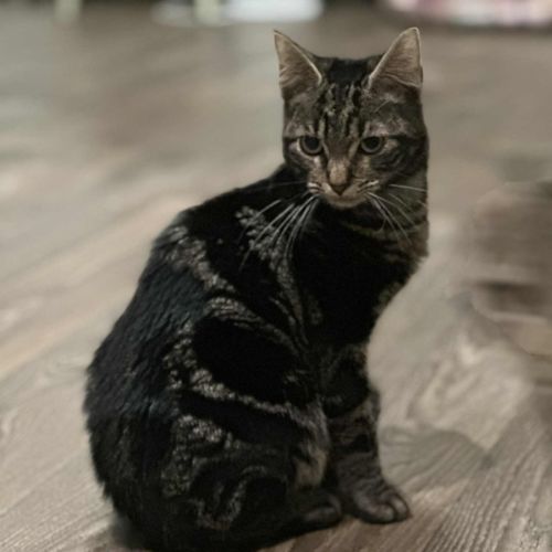 Jury * 9 Lives Project Rescue*