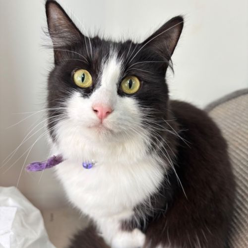 No photo for 🌸Silver 🐱