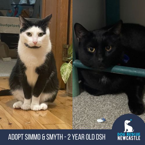 Smyth & Simmo - 2 Year Old Domestic Shorthair