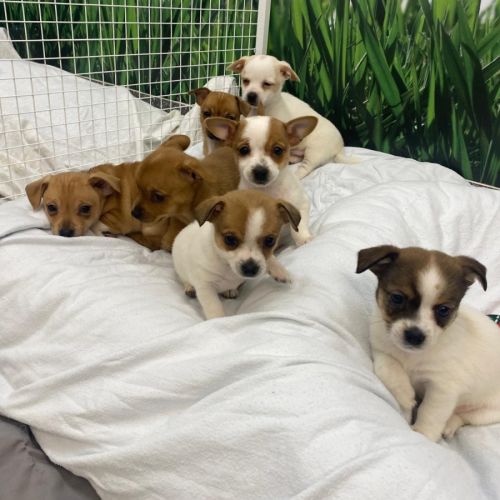 Jack Russell X Puppies!