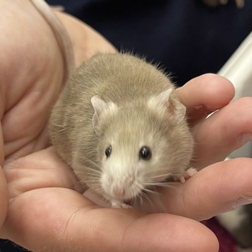Feta