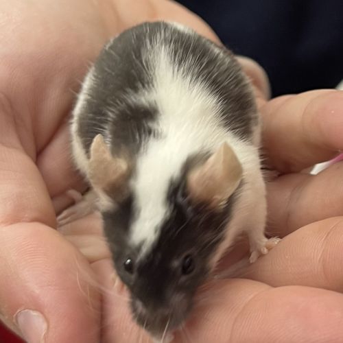 Niblet