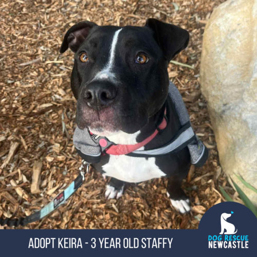 Keira - 3 Year Old Staffy