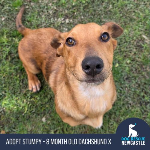 Stumpy - 8 Month Old Dachshund X