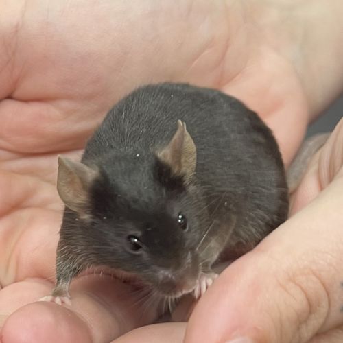 No photo for Ricotta