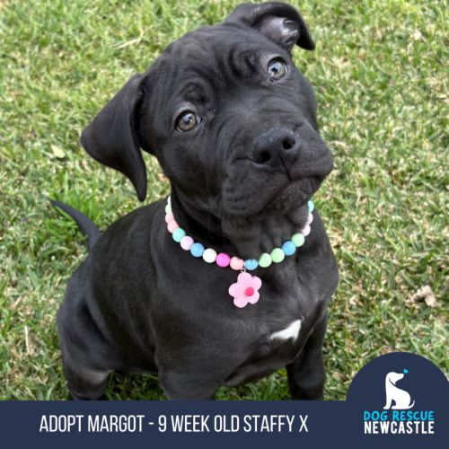 Margot - 9 Week Old Staffy X Boston Terrier