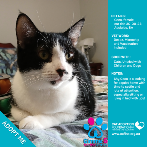 Coco Only $50 Limited Time!