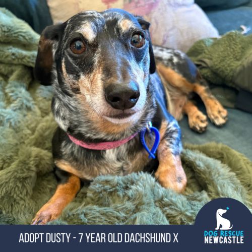 Dusty - 7 Year Old Dachshund X