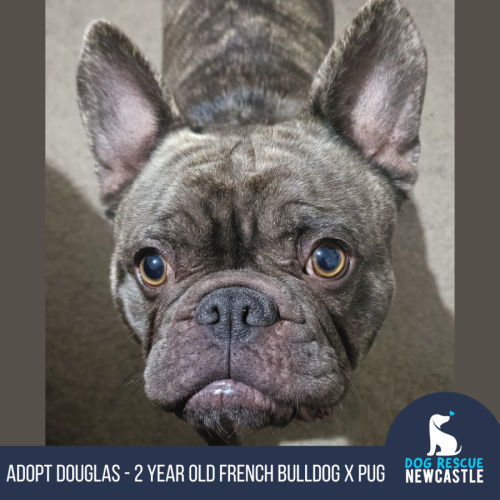 Douglas - 2 Year Old French Bulldog X Pug