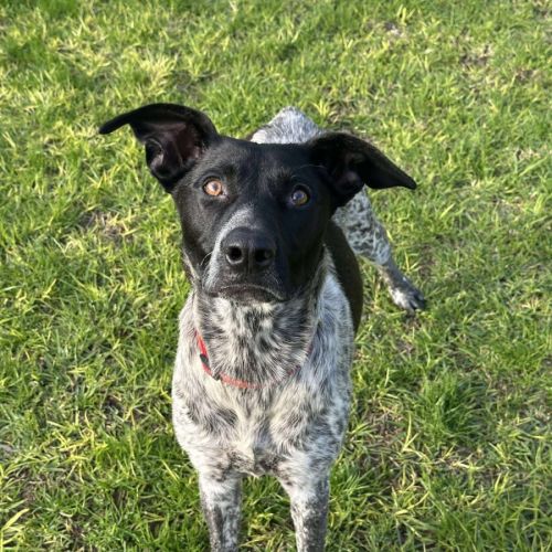 🏹 Delphia 6299 🏹