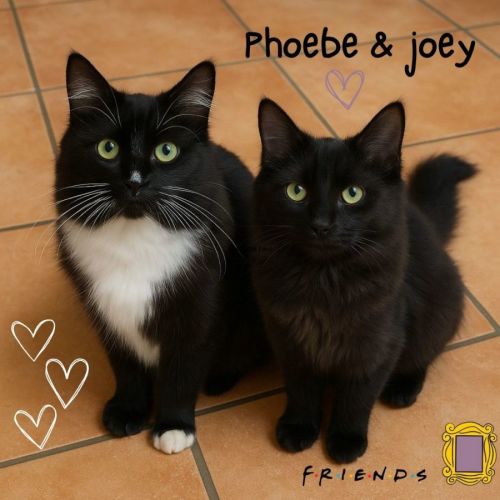 💕 Phoebe & Joey 💕