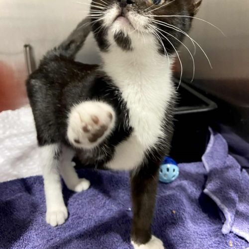 Hiccup (with Astrid)