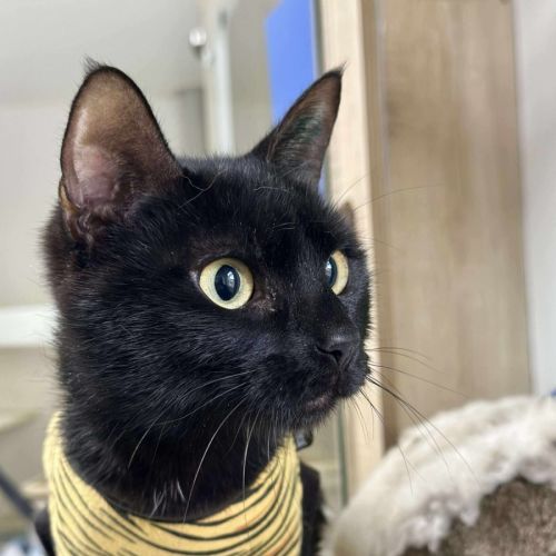 🍱 Inari 6303 🍱