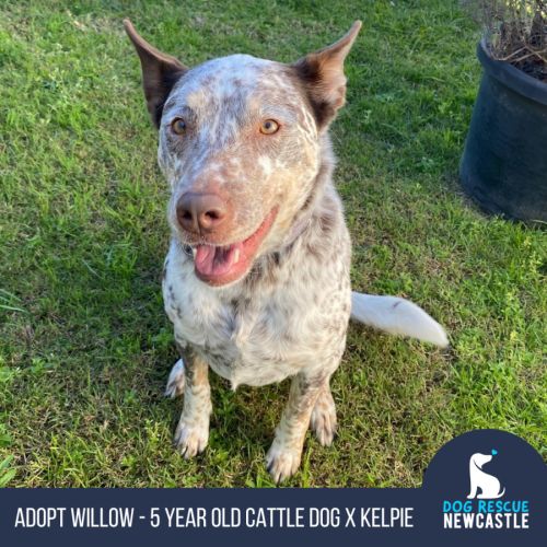 Willow - 5 Year Old Cattle Dog X Kelpie