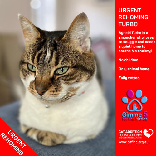 Turbo Private Rehoming No Charge!