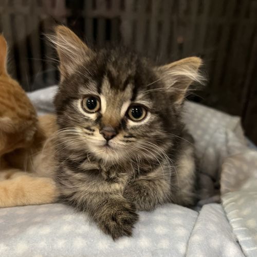 Luna (lj) 