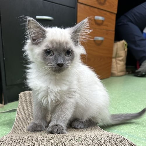 Biscuit