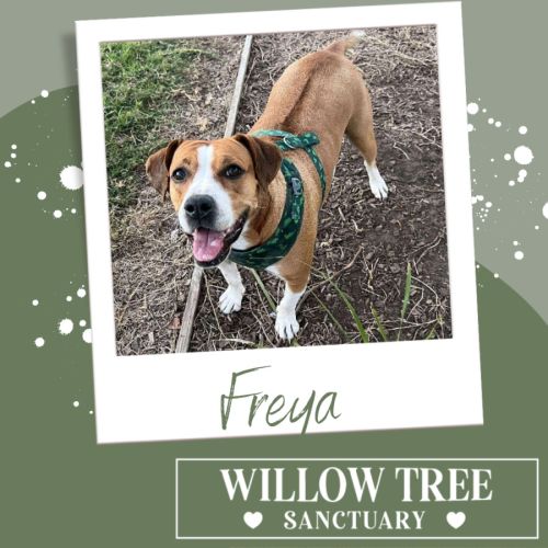 Freya