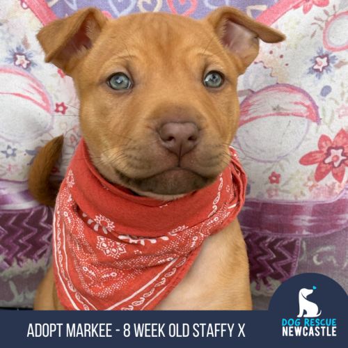 Markee - 8 Week Old Staffy X