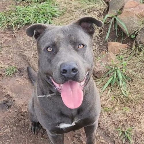 No photo for Boondie 💜