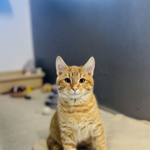Basil