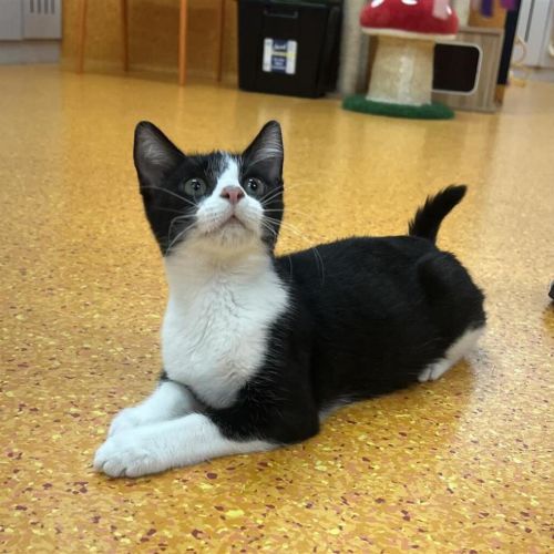 Chico Neko