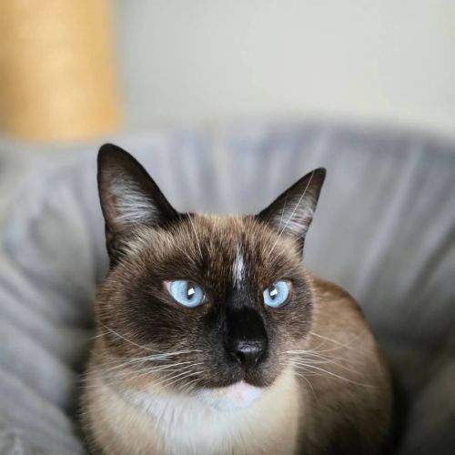 Mocha